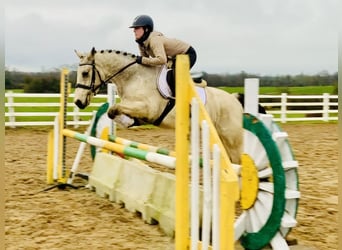 Connemara, Caballo castrado, 5 años, 148 cm, Bayo