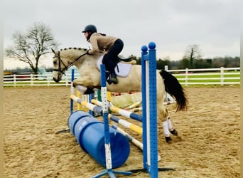 Connemara, Caballo castrado, 5 años, 148 cm, Bayo