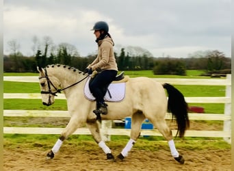 Connemara, Caballo castrado, 5 años, 148 cm, Bayo