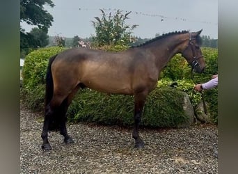 Connemara, Caballo castrado, 5 años, 148 cm, Castaño rojizo