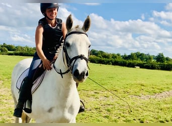 Connemara, Caballo castrado, 5 años, 148 cm, Tordo