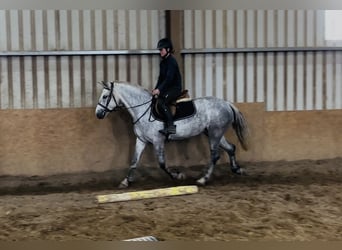 Connemara, Caballo castrado, 5 años, 148 cm, Tordo
