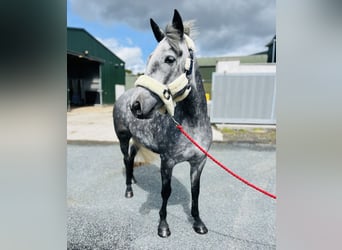 Connemara, Caballo castrado, 5 años, 148 cm, Tordo