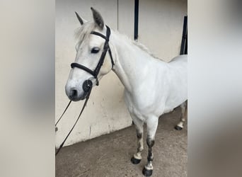 Connemara, Caballo castrado, 5 años, 148 cm, Tordo