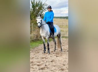 Connemara, Caballo castrado, 5 años, 148 cm, Tordo rodado