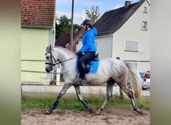 Connemara, Caballo castrado, 5 años, 148 cm, Tordo rodado