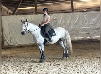 Connemara, Caballo castrado, 5 años, 148 cm, Tordo rodado