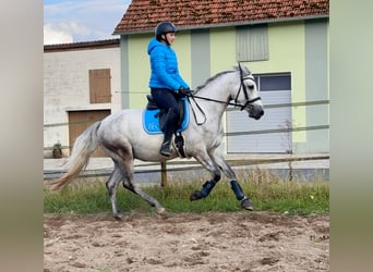 Connemara, Caballo castrado, 5 años, 148 cm, Tordo rodado