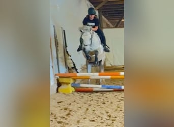 Connemara, Caballo castrado, 5 años, 148 cm, Tordo rodado