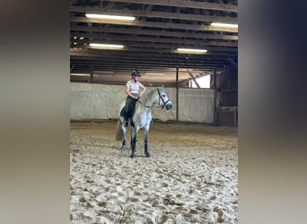 Connemara, Caballo castrado, 5 años, 148 cm, Tordo rodado
