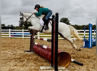 Connemara, Caballo castrado, 5 años, 150 cm, Tordo