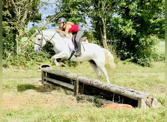 Connemara, Caballo castrado, 5 años, 150 cm, Tordo