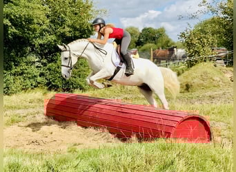 Connemara, Caballo castrado, 5 años, 150 cm, Tordo