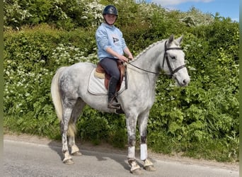Connemara, Caballo castrado, 5 años, 150 cm, Tordo