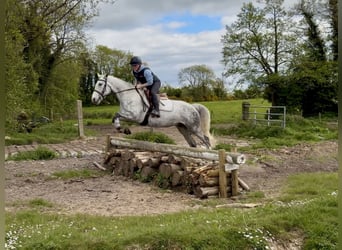 Connemara, Caballo castrado, 5 años, 150 cm, Tordo