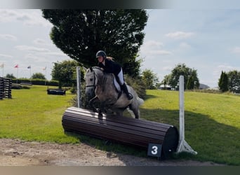 Connemara, Caballo castrado, 5 años, 150 cm, Tordo rodado