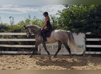 Connemara, Caballo castrado, 5 años, 150 cm, Tordo rodado