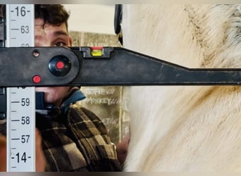 Connemara, Caballo castrado, 5 años, 152 cm, Bayo