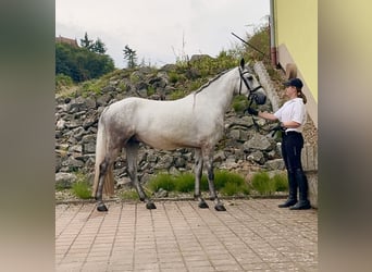 Connemara, Caballo castrado, 5 años, 152 cm, Porcelana