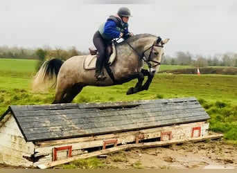 Connemara, Caballo castrado, 5 años, 152 cm, Tordo