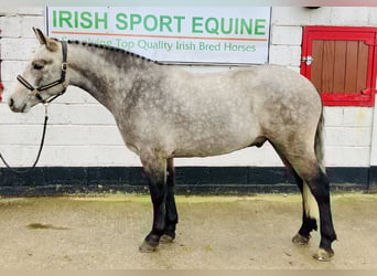 Connemara, Caballo castrado, 5 años, 152 cm, Tordo