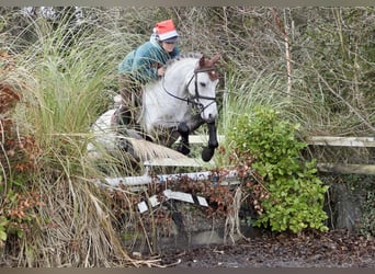Connemara, Caballo castrado, 5 años, 152 cm, Tordo