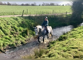 Connemara, Caballo castrado, 5 años, 152 cm, Tordo rodado
