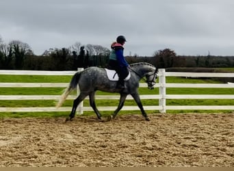 Connemara, Caballo castrado, 5 años, 152 cm, Tordo rodado