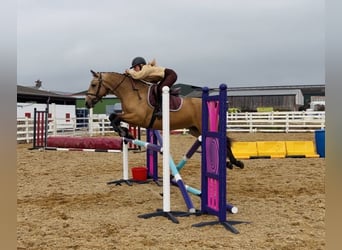 Connemara, Caballo castrado, 5 años, 153 cm, Bayo
