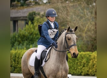 Connemara, Caballo castrado, 5 años, 153 cm, Bayo