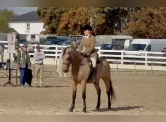 Connemara, Caballo castrado, 5 años, 153 cm, Bayo