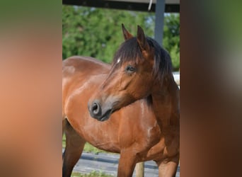 Connemara, Caballo castrado, 5 años, 153 cm, Castaño