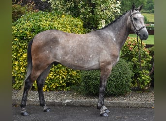 Connemara, Caballo castrado, 5 años, 153 cm, Tordo