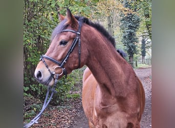 Connemara, Caballo castrado, 5 años, 154 cm, Castaño