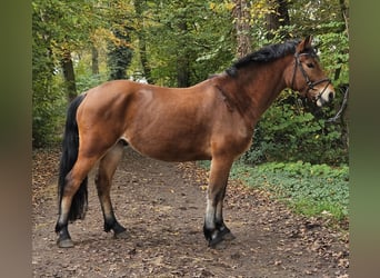 Connemara, Caballo castrado, 5 años, 154 cm, Castaño