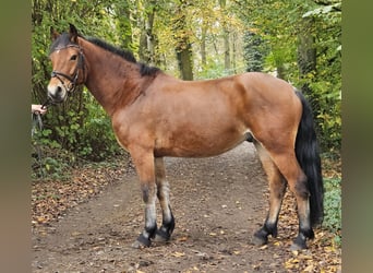 Connemara, Caballo castrado, 5 años, 154 cm, Castaño