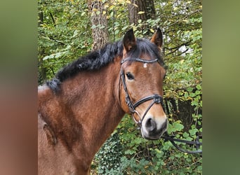 Connemara, Caballo castrado, 5 años, 154 cm, Castaño