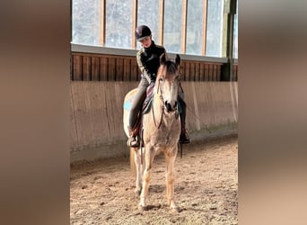 Connemara, Caballo castrado, 5 años, 154 cm, Tobiano-todas las-capas