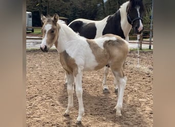Connemara, Caballo castrado, 5 años, 154 cm, Tobiano-todas las-capas