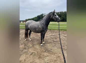 Connemara, Caballo castrado, 5 años, 154 cm, Tordo