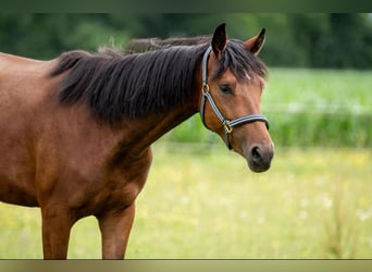 Connemara, Caballo castrado, 5 años, 155 cm, Castaño