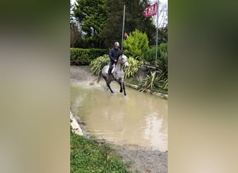 Connemara, Caballo castrado, 5 años, 155 cm, Porcelana
