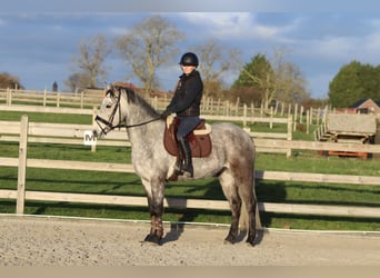 Connemara, Caballo castrado, 5 años, 155 cm, Porcelana