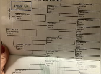 Connemara, Caballo castrado, 5 años, 156 cm, Bayo