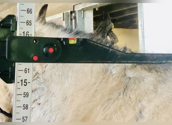 Connemara, Caballo castrado, 5 años, 156 cm, Bayo