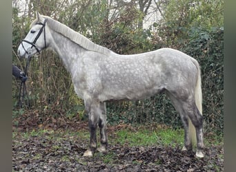 Connemara, Caballo castrado, 5 años, 156 cm