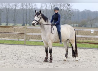 Connemara, Caballo castrado, 5 años, 156 cm, Dunalino (Cervuno x Palomino)