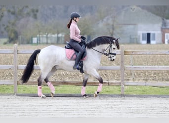 Connemara, Caballo castrado, 5 años, 156 cm, Dunalino (Cervuno x Palomino)