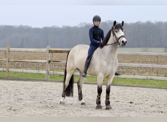 Connemara, Caballo castrado, 5 años, 156 cm, Dunalino (Cervuno x Palomino)