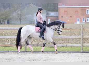 Connemara, Caballo castrado, 5 años, 156 cm, Dunalino (Cervuno x Palomino)